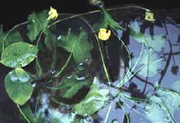 ���[�h��- Image-