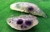 ���[�h��- Image-